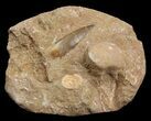 Plesiosaur Tooth In Rock With Vertebrae #44843-1
